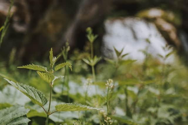 Poison ivy