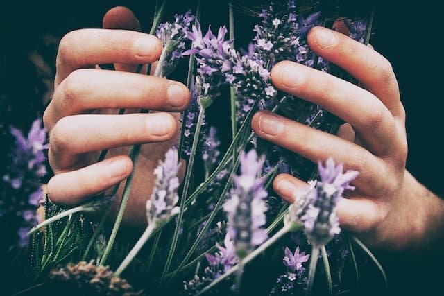 aromatherapy lavender