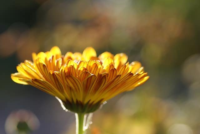 marigold - easy to grow garden flower